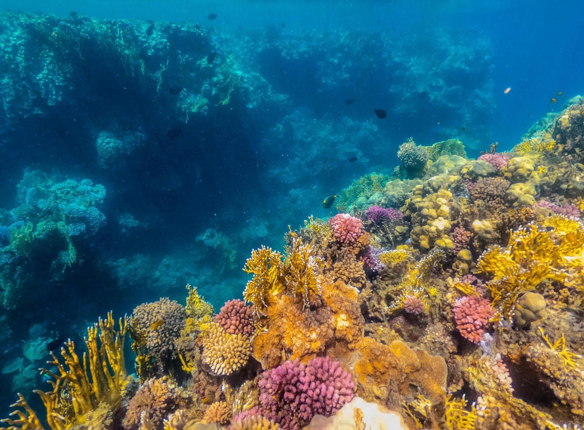 Sataya Resort Marsa Alam מראה חיצוני תמונה Coral reef in the Mediterranean Sea